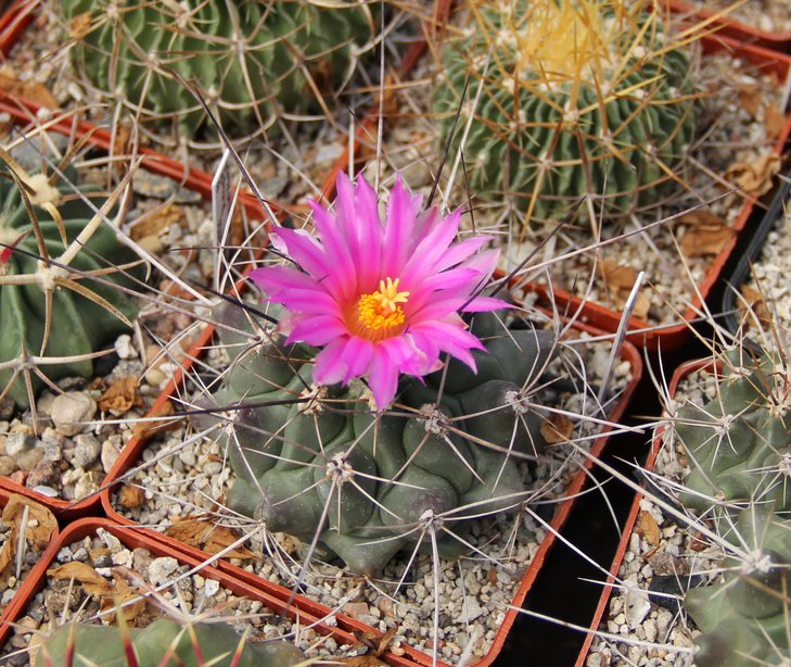 Thelocactus freudenbergeri RS350..JPG
