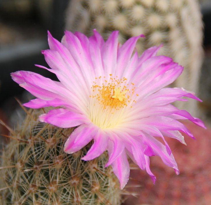 Thelocactus hastifer.JPG