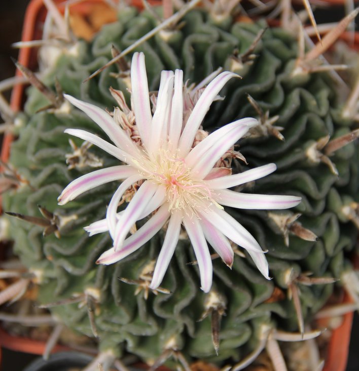 Echinofossulocactus pentacantus.JPG