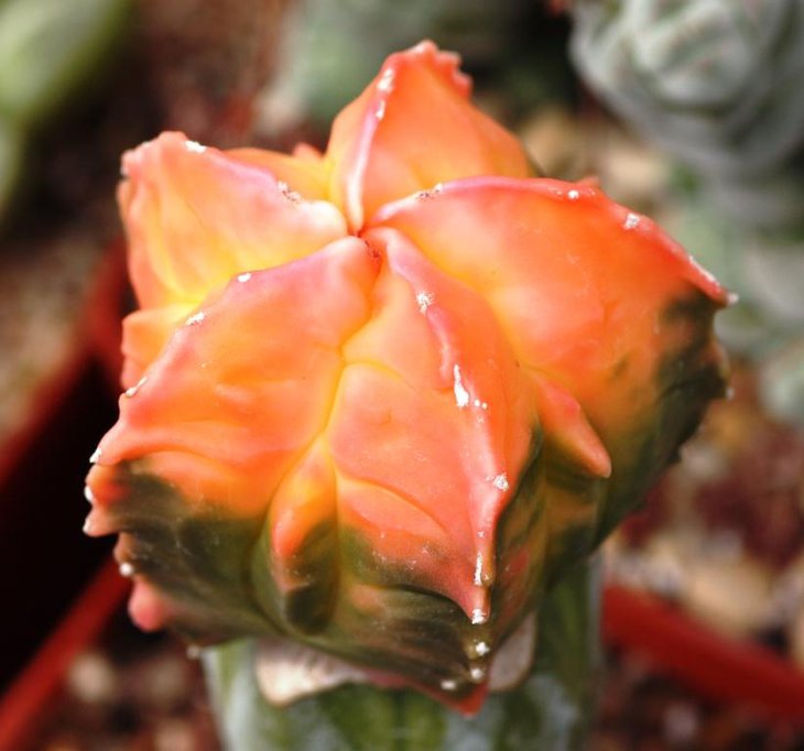 fukuryi variegata.jpg