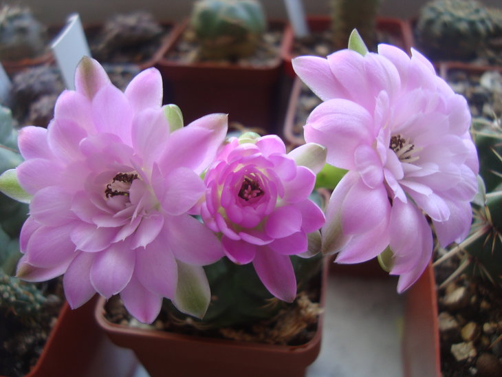 Gymn. damsii v. rotundum
