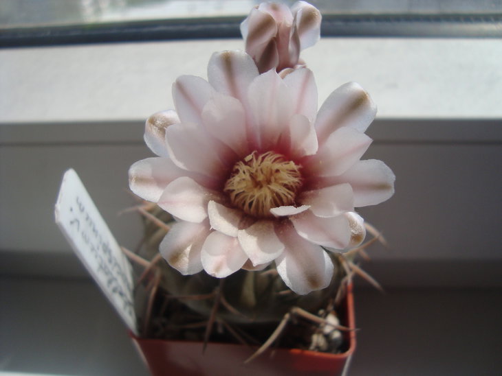 Gymn. stellatum v. paucispinum