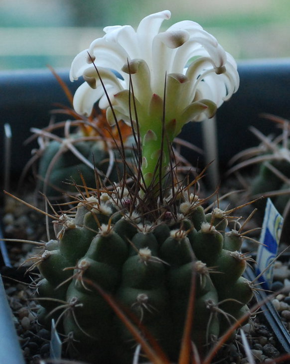 DSC_2575   G. damsii ssp. centrispinum..jpg