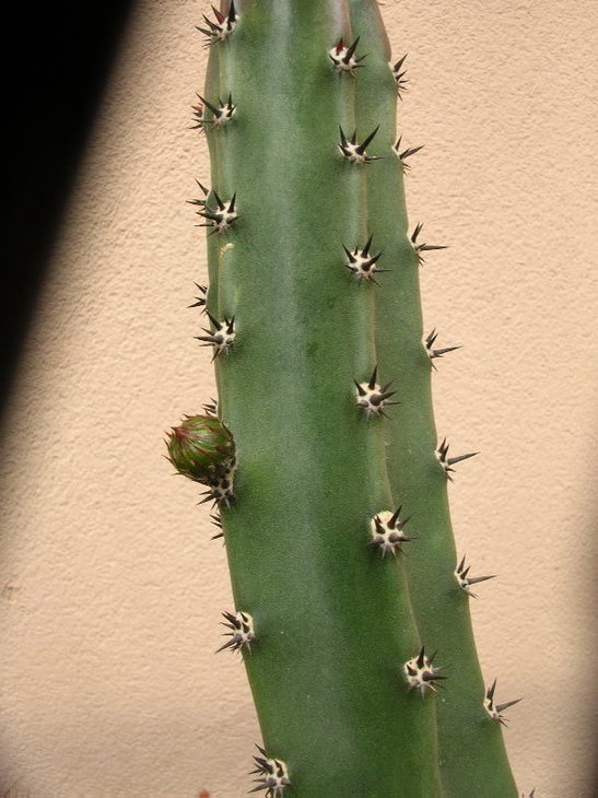 bud on jusbertii.JPG