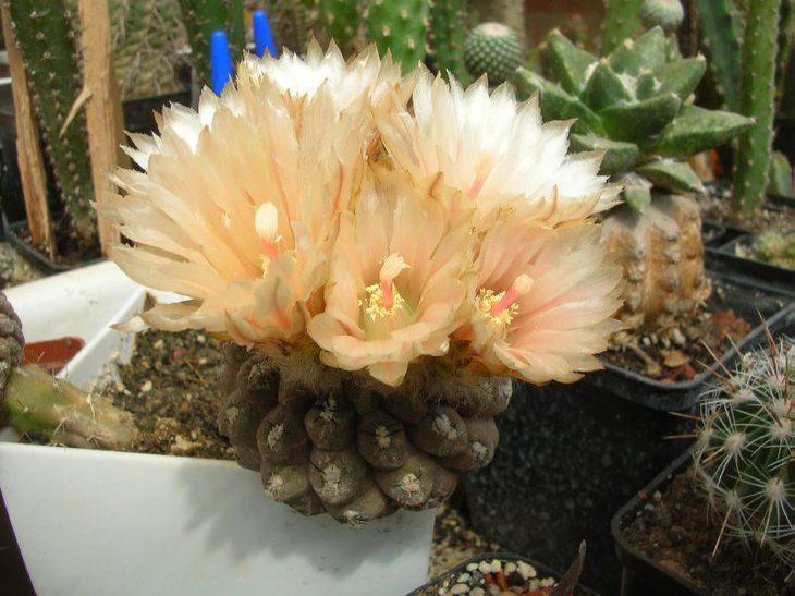 thelocephala napina
