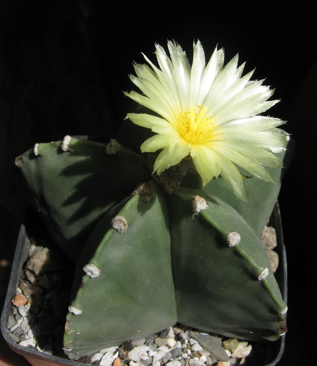 Astrophytum myriostigma v. nudum