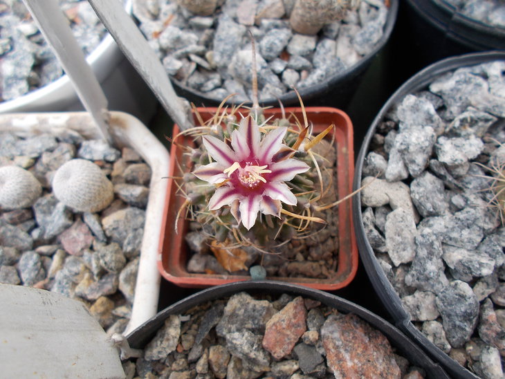 Echinofossulocactus phyllacanthus.JPG