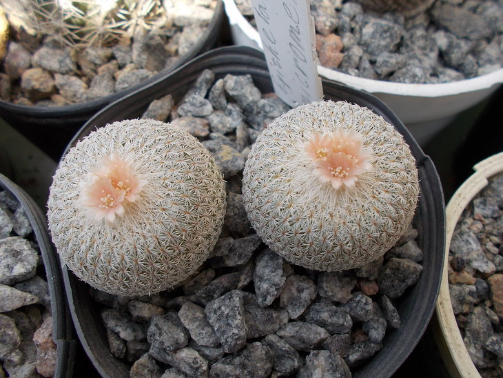 Epithelantha micromeris v rufispina.JPG