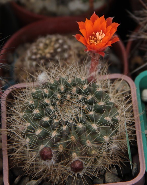 Rebutia