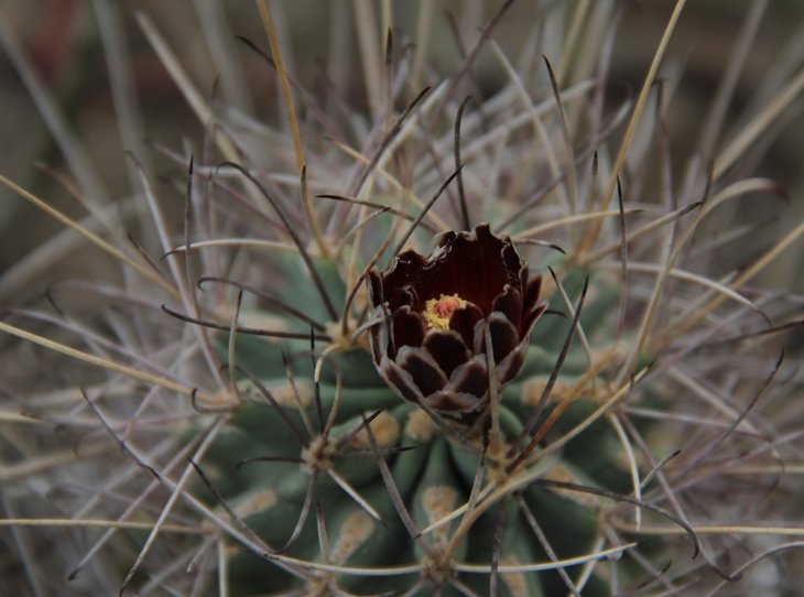 Glandulicactus uncinatus v. wrightii