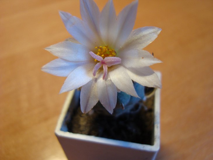 turbinicarpus polaskii<br />mamillaria candida<br />turbinicarpus polaskii