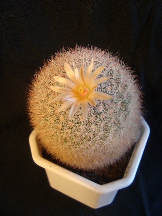 mamillaria candida