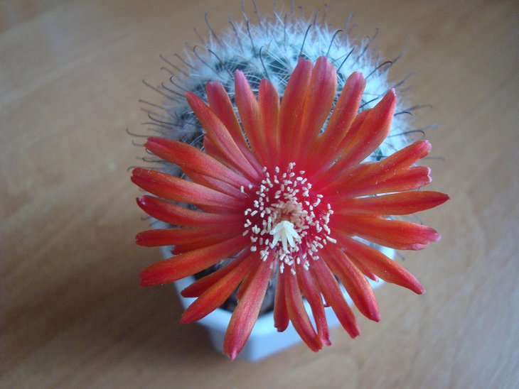 parodia sanguiniflora