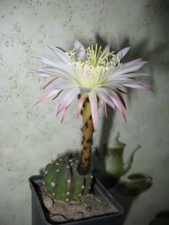 E.subdenudata