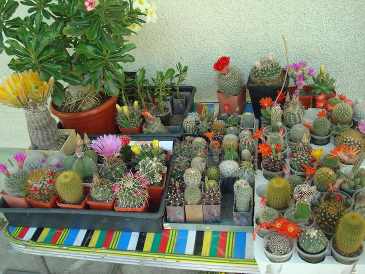DSC04710.JPG