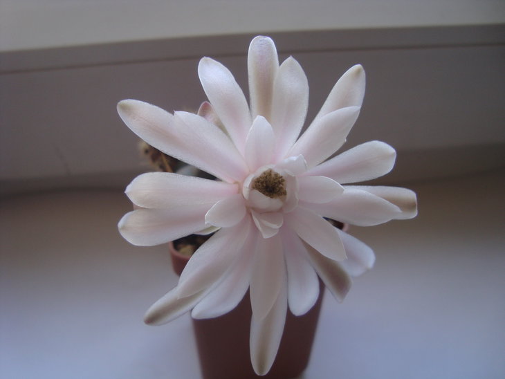 Gymn. damsii v. tucavocense
