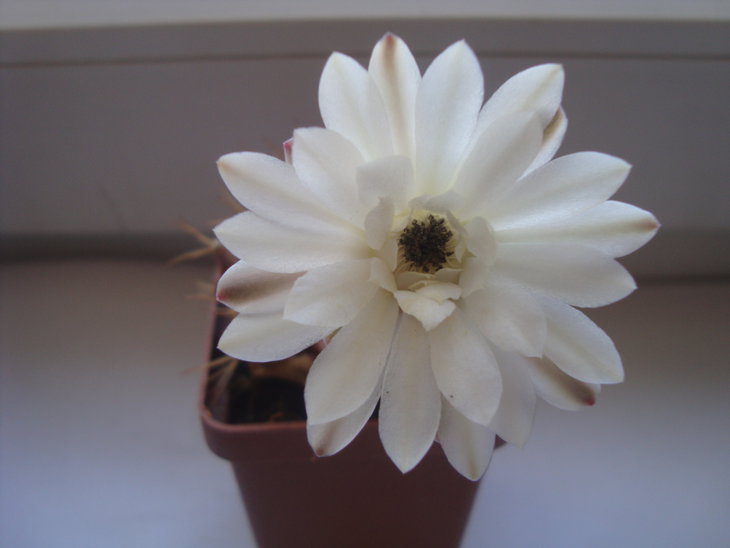 Gymn. mihanovichii v. Hibotan