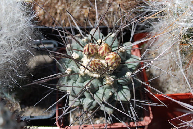 DSC_2644а.jpg