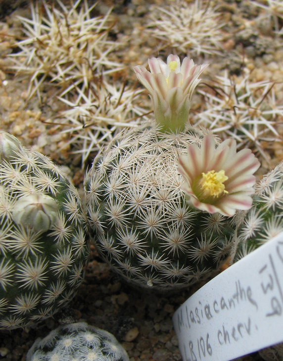 Mammillaria magalanii MG134