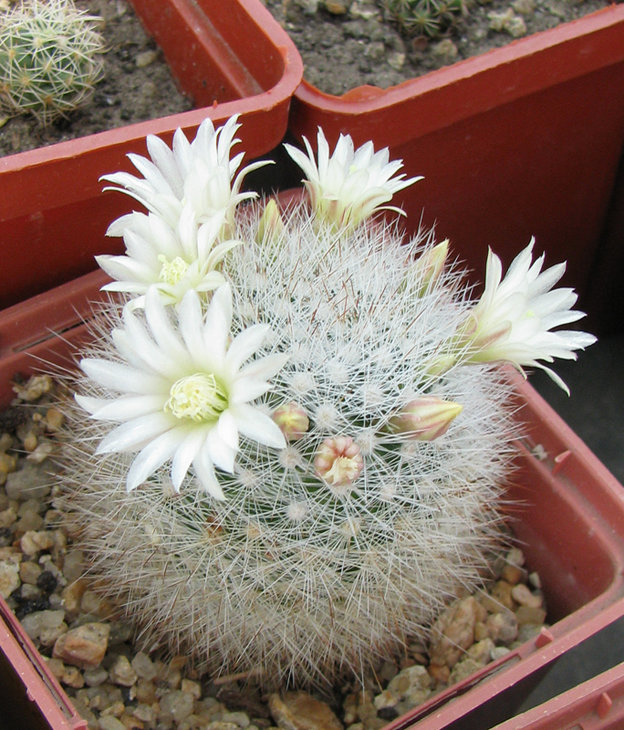 Mammillaria schwarzii