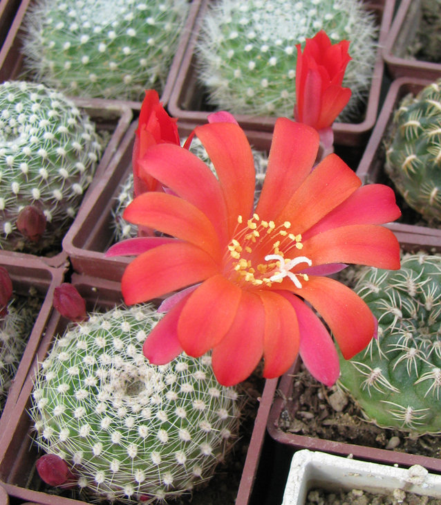 Rebutia karinziana