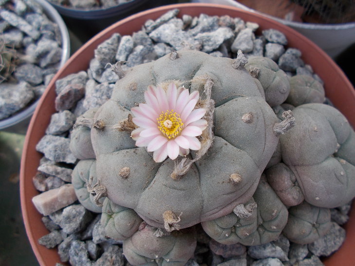 Lophophora williamsii.JPG