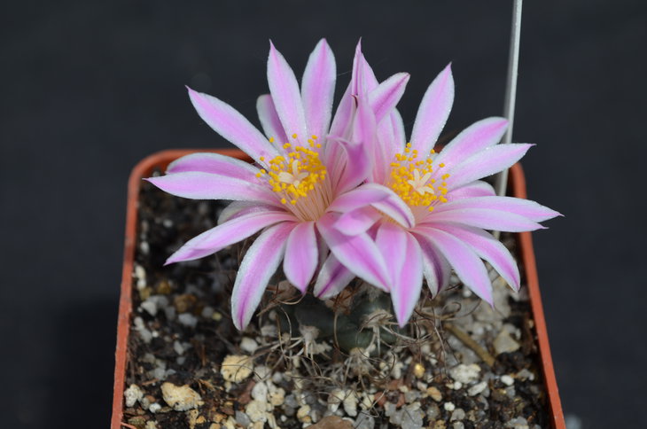 Turbinicarpus pseudomacrochele