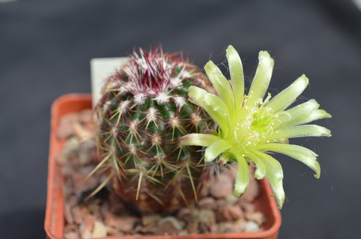 Echinocereus robustior