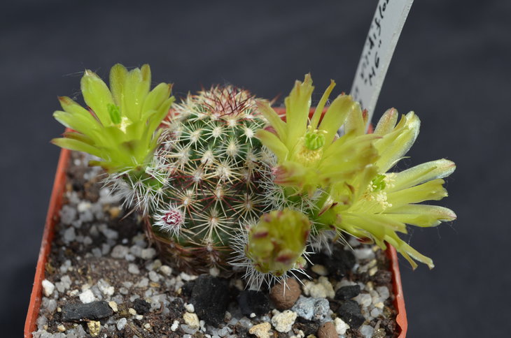 Echinocereus M117 MG