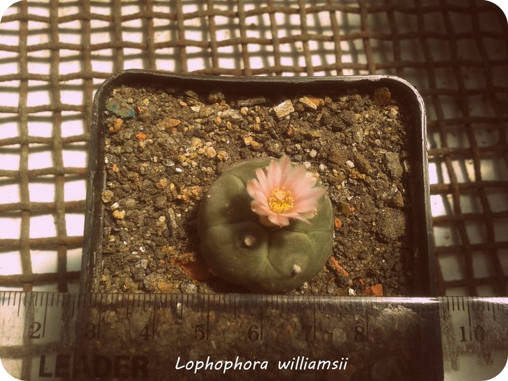 Lophophora williamsii.jpg