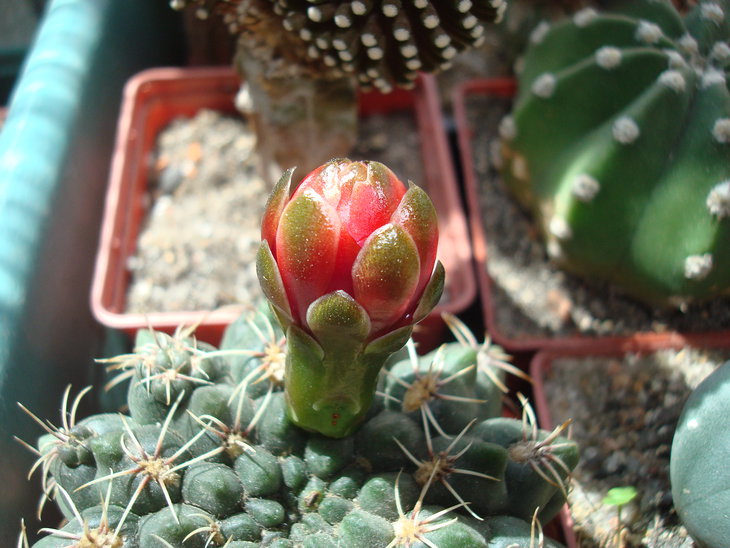 Gymnocalycium baldianum