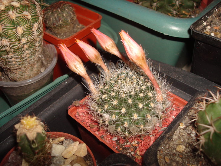 Rebutia flavistyla