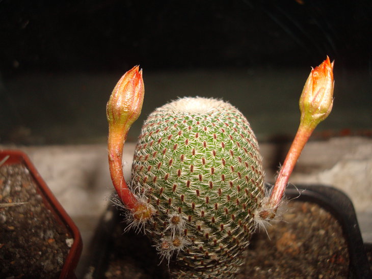 Aylostera heliosa