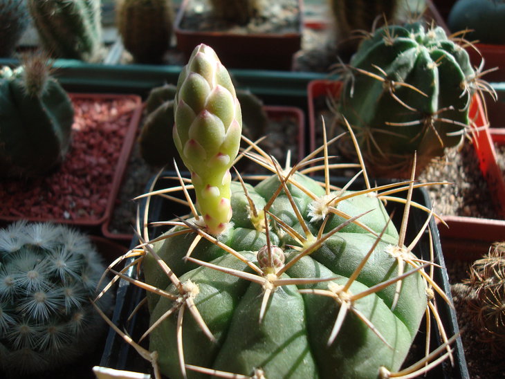 Gymnocalycium eurypleurum