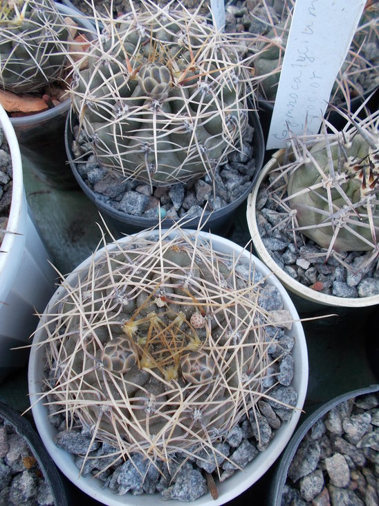 Gymnocalycium uruguayense.JPG