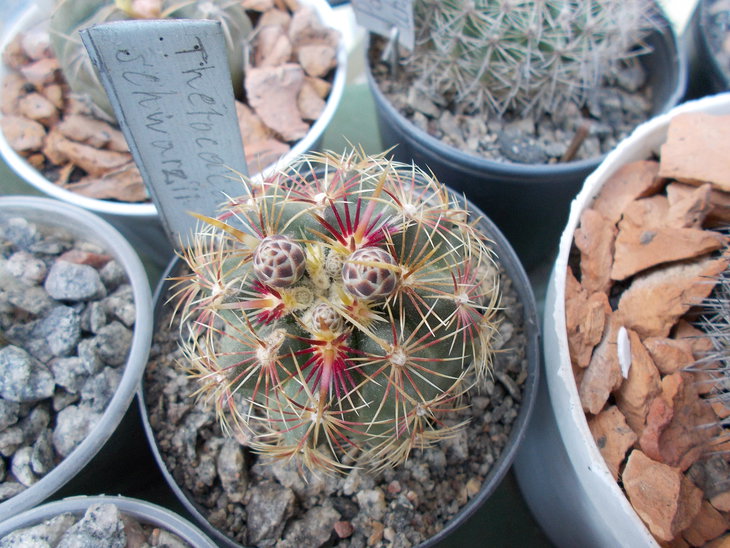 Thelocactus schwarzii.JPG