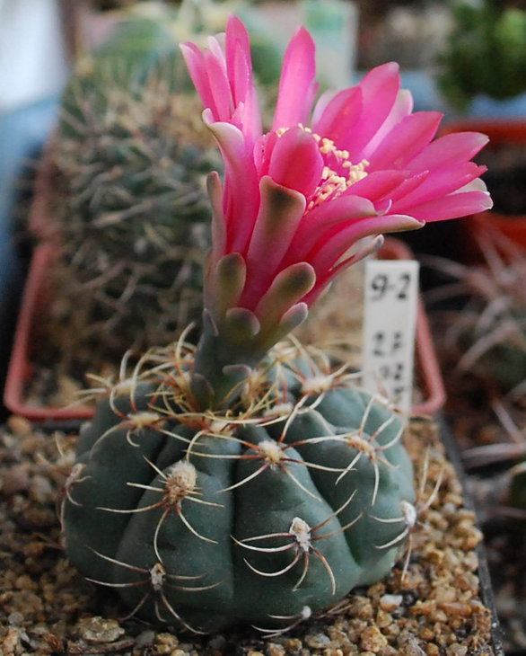 DSC_2607  G. baldianum.jpg