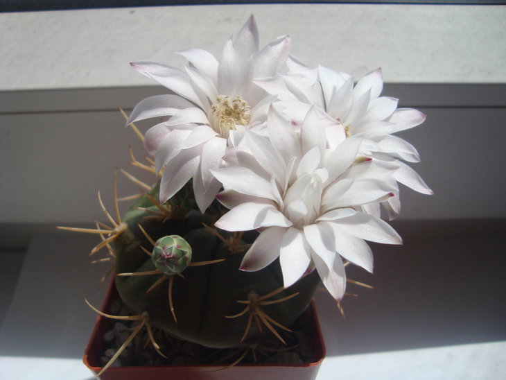 Gymn. eurypleurum
