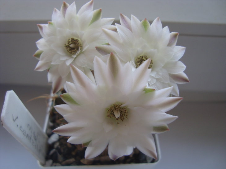 Gymn. damsii v. centrispinum