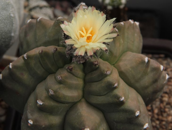 Astrophytum myr. cv. Kikko