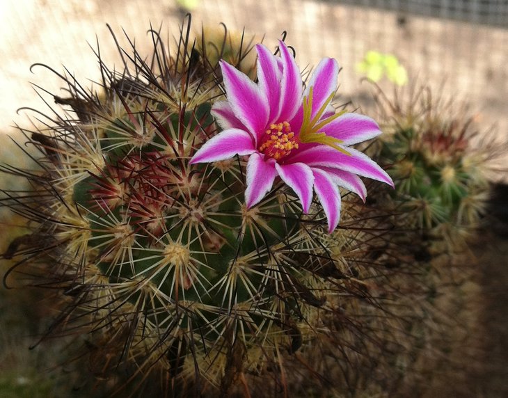 Mammillaria blossfeldiana