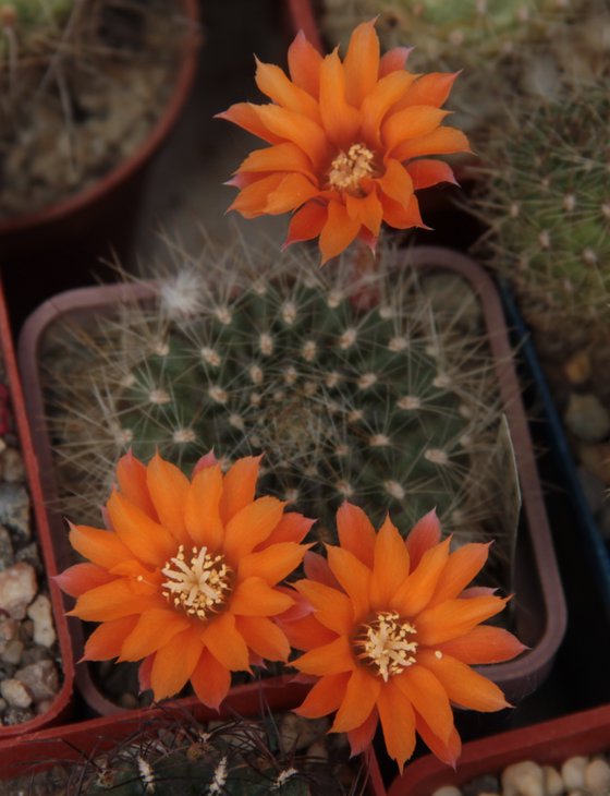 Rebutia flavistyla
