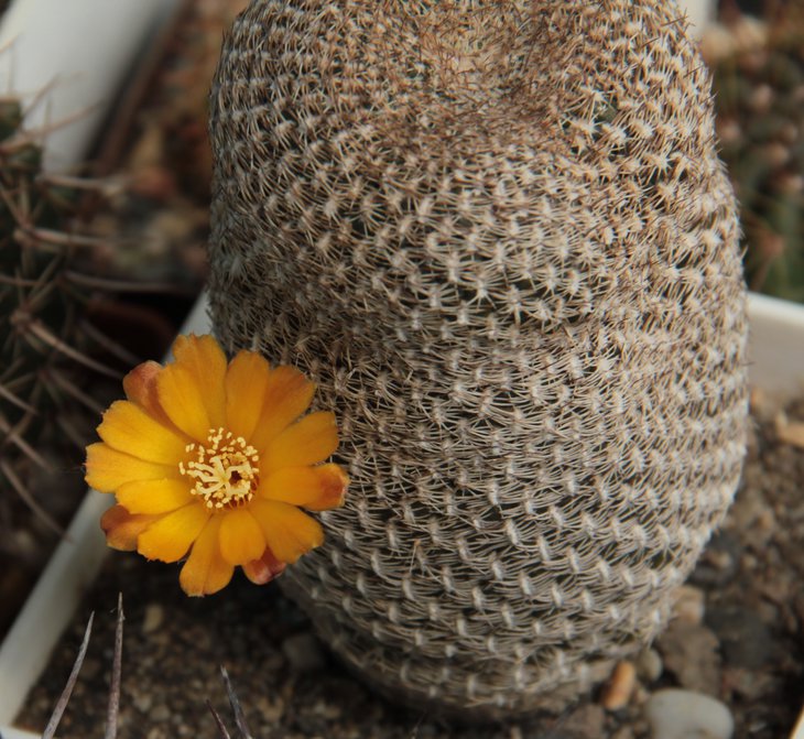 Sulcorebutia arenacea