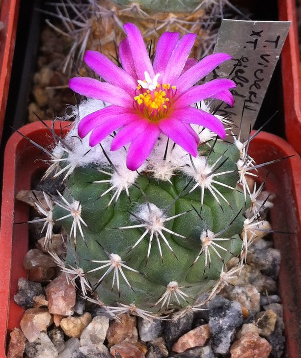 Turbinicarpus hb