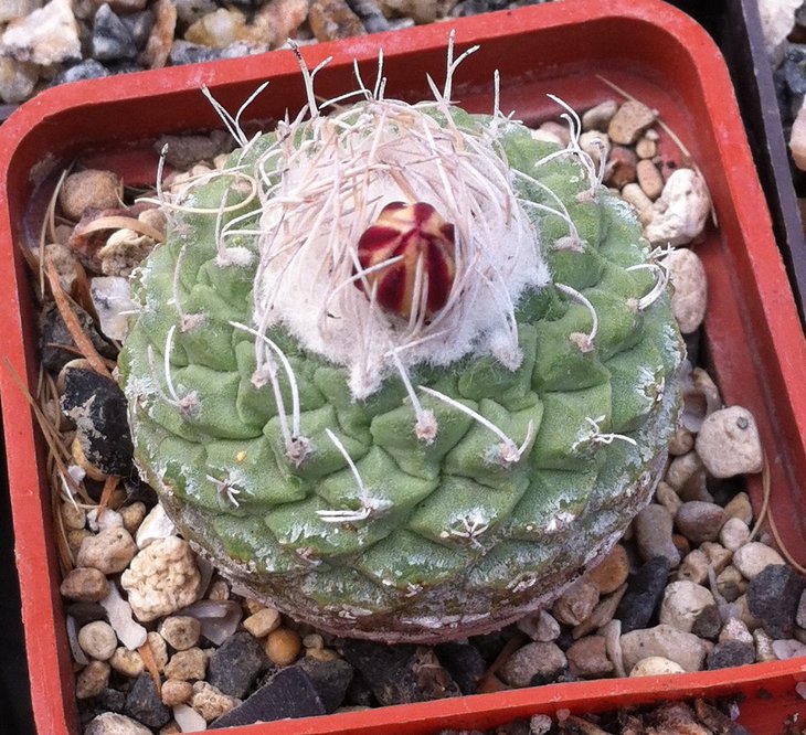 Strombocactus disciformis