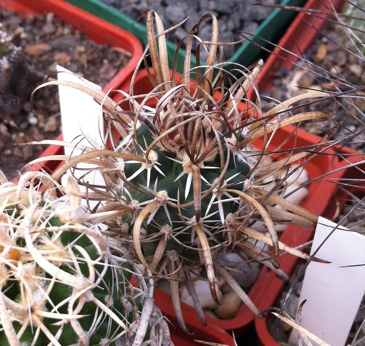 Toumeya papyracantha