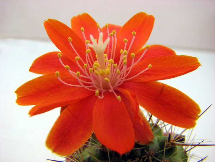 Aylostera robustispina