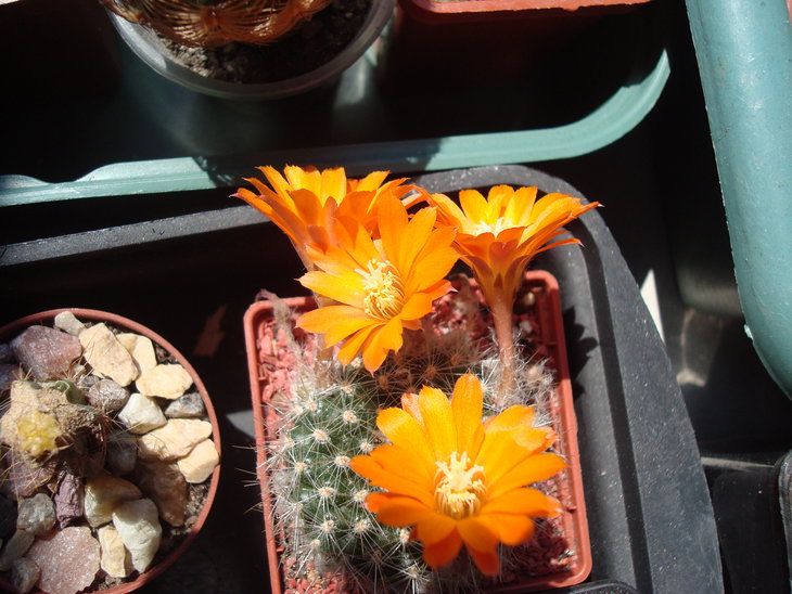 Rebutia flavistyla