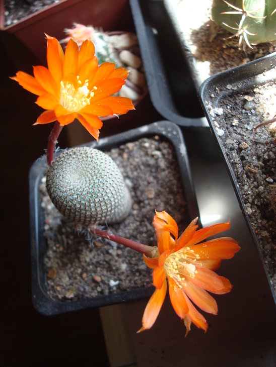 Aylostera heliosa