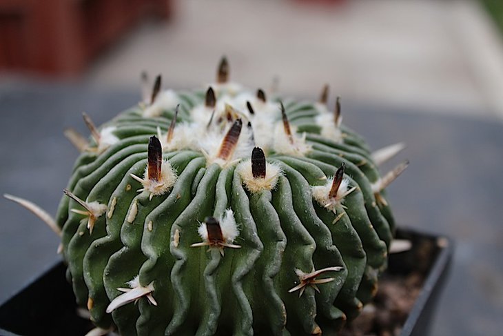 Efc.Obvalatus